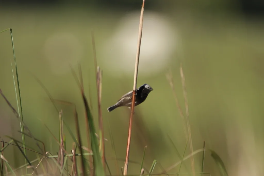 黑腹食籽雀(Sporophila melanogaster)