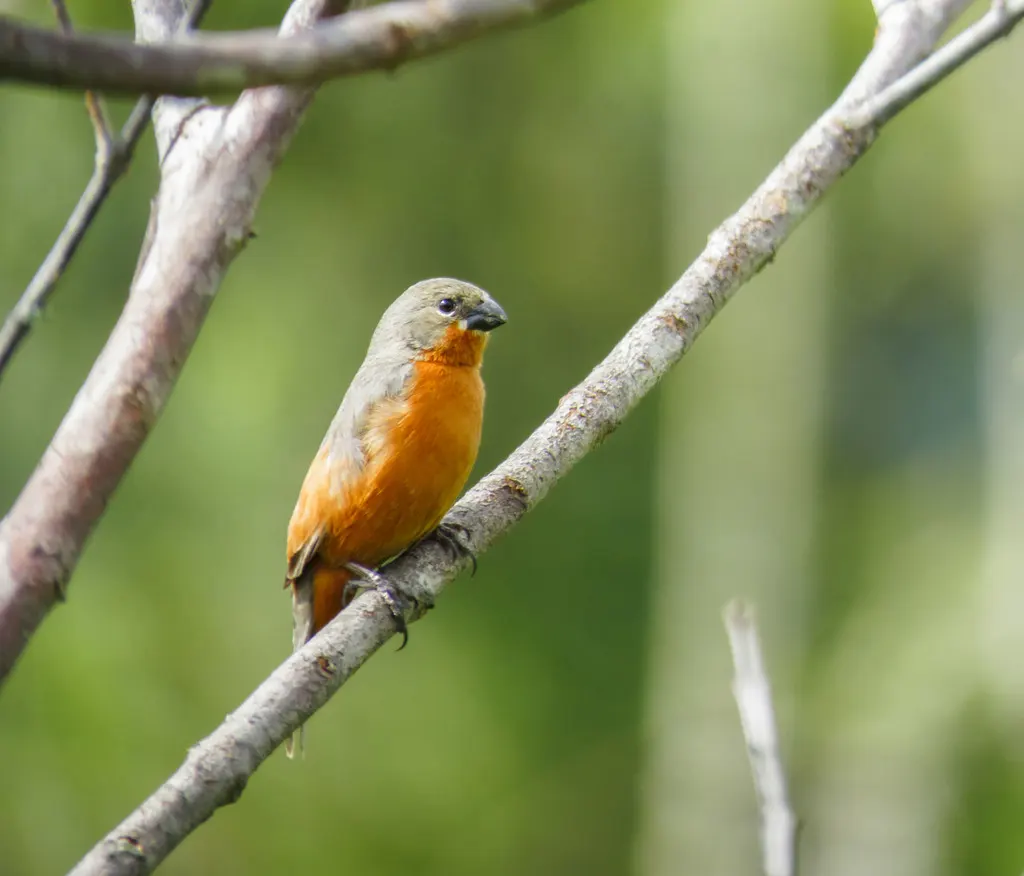 棕胸食籽雀（Sporophila minuta）