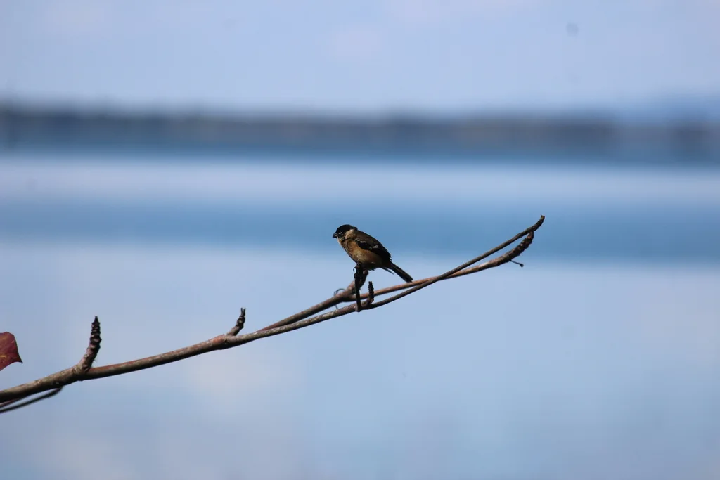 中美食籽雀（Sporophila morelleti）