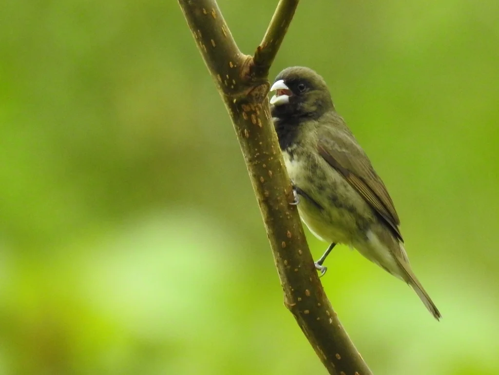 黄腹食籽雀(Sporophila nigricollis)