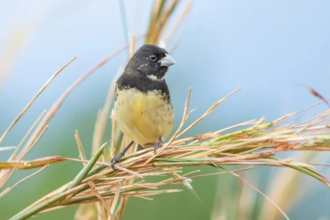 黄腹食籽雀