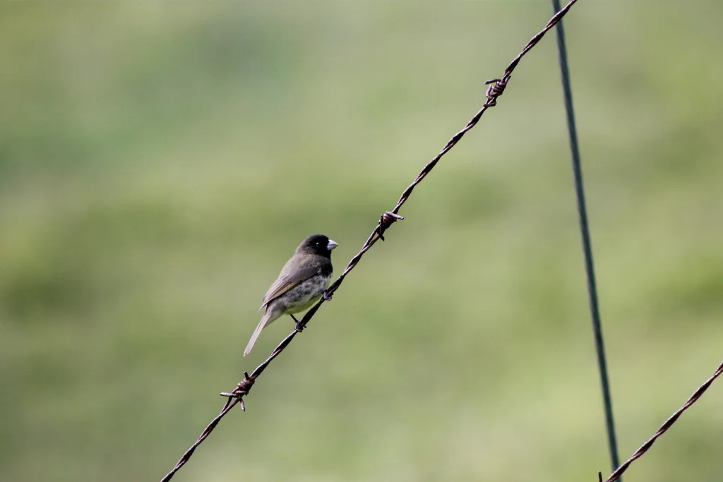黄腹食籽雀(Sporophila nigricollis)