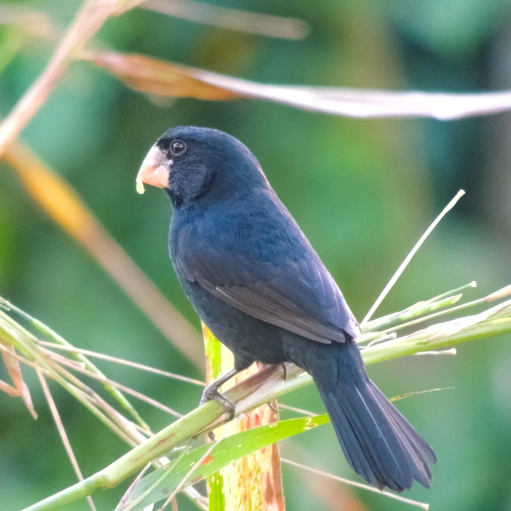 尼加拉瓜籽雀（Sporophila nuttingi）