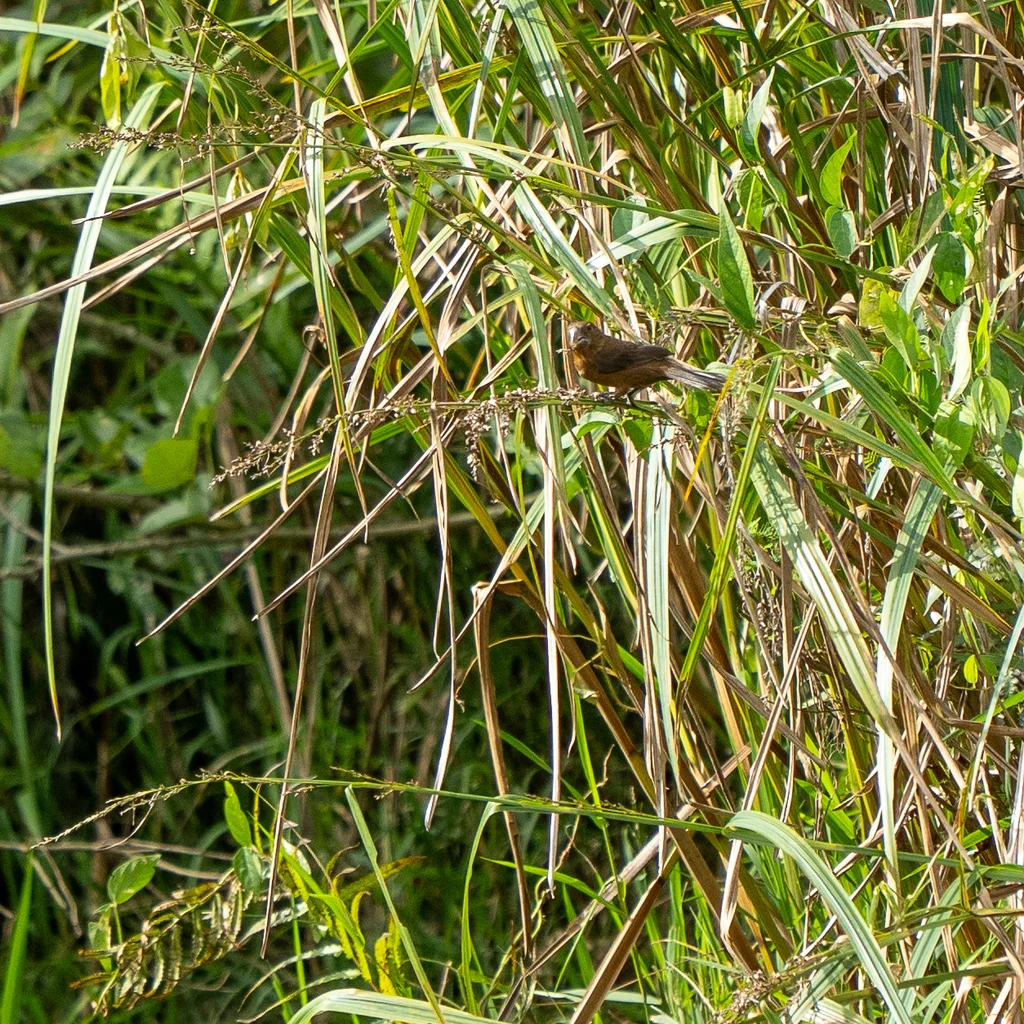 尼加拉瓜籽雀（Sporophila nuttingi）