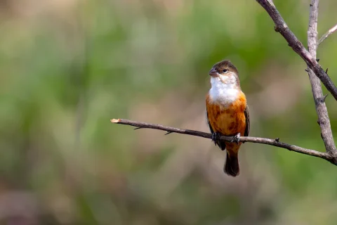 沼泽食籽雀