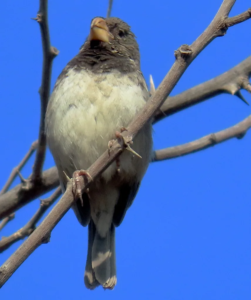 鹦嘴食籽雀(Sporophila peruviana)