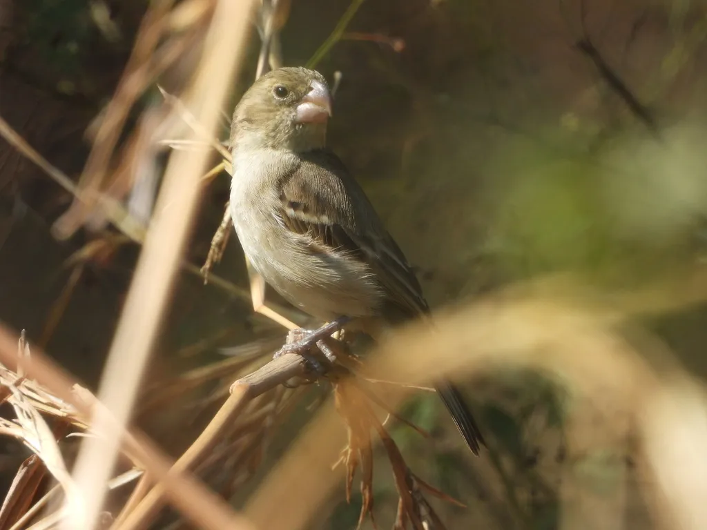 鹦嘴食籽雀(Sporophila peruviana)