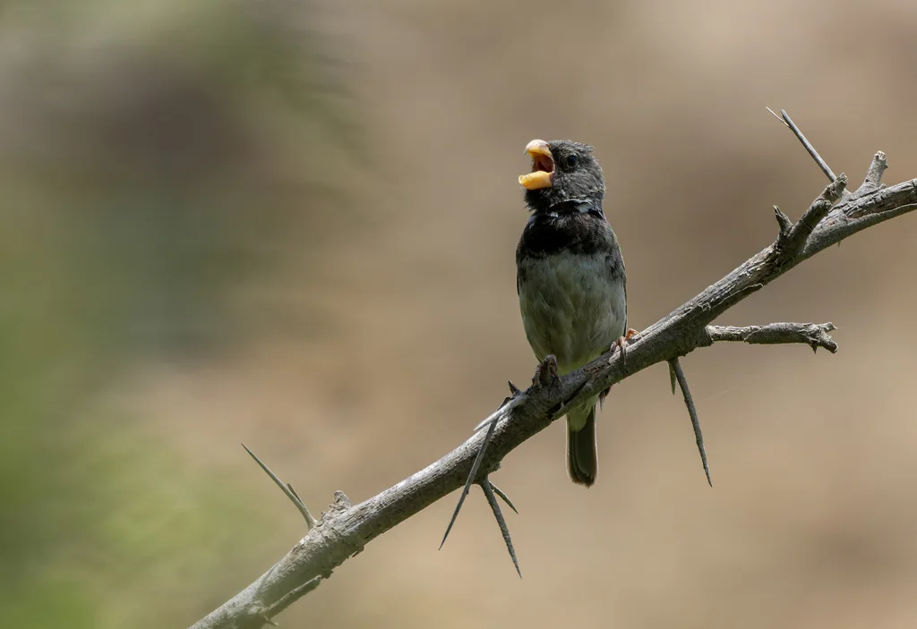 鹦嘴食籽雀(Sporophila peruviana)