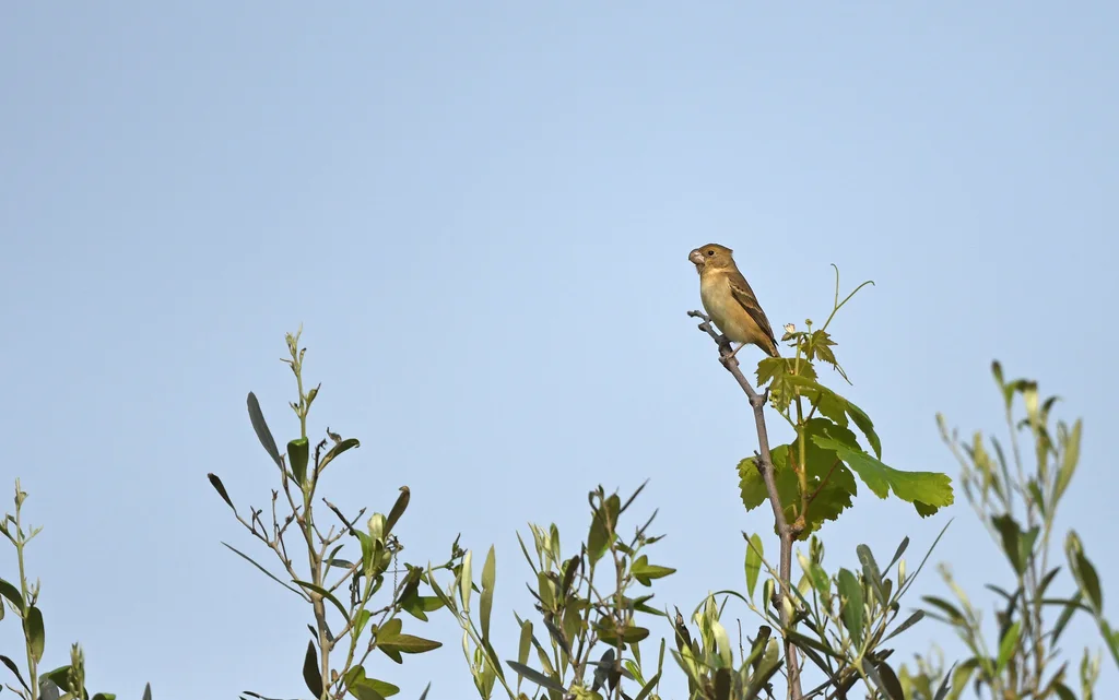 鹦嘴食籽雀(Sporophila peruviana)