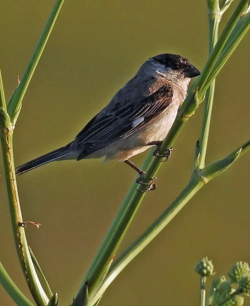珠白腹食籽雀(Sporophila pileata)