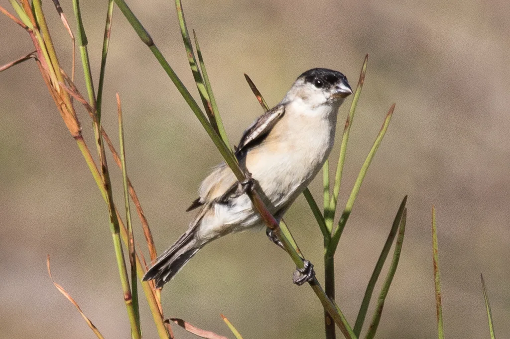 珠白腹食籽雀(Sporophila pileata)