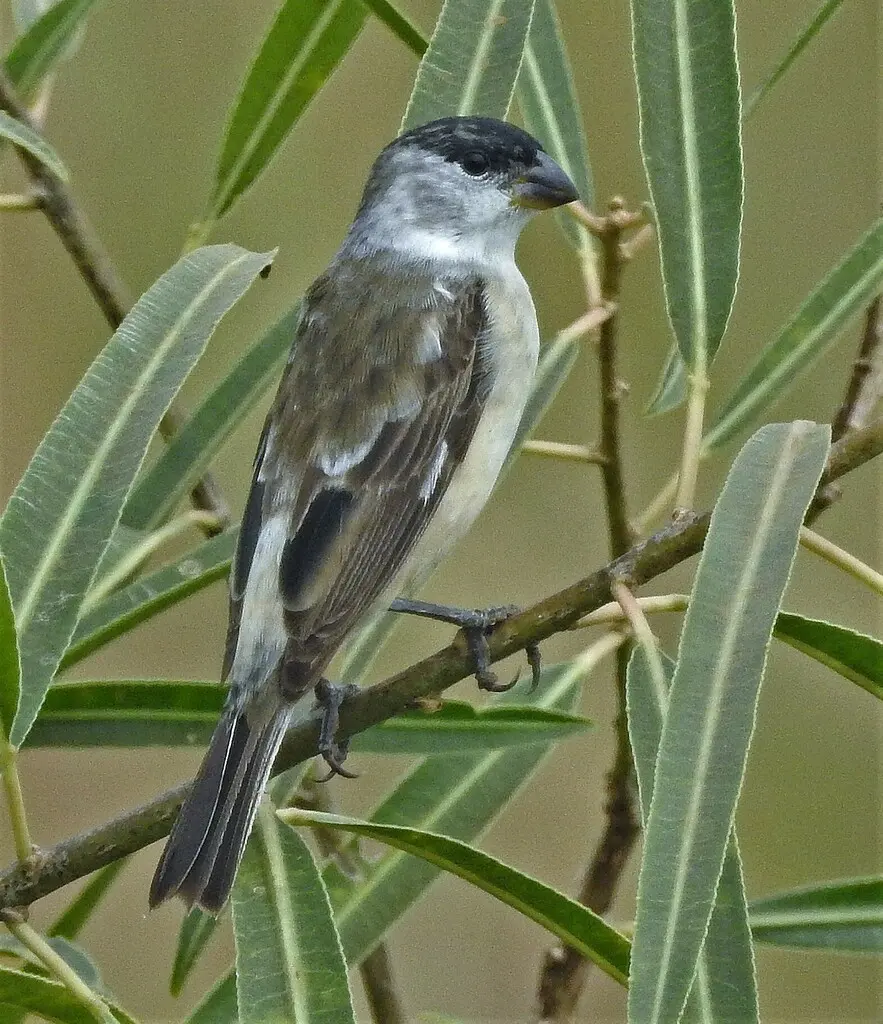 珠白腹食籽雀(Sporophila pileata)
