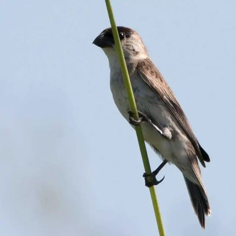 珠白腹食籽雀(Sporophila pileata)