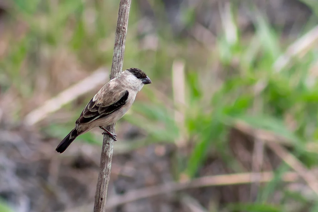 珠白腹食籽雀(Sporophila pileata)