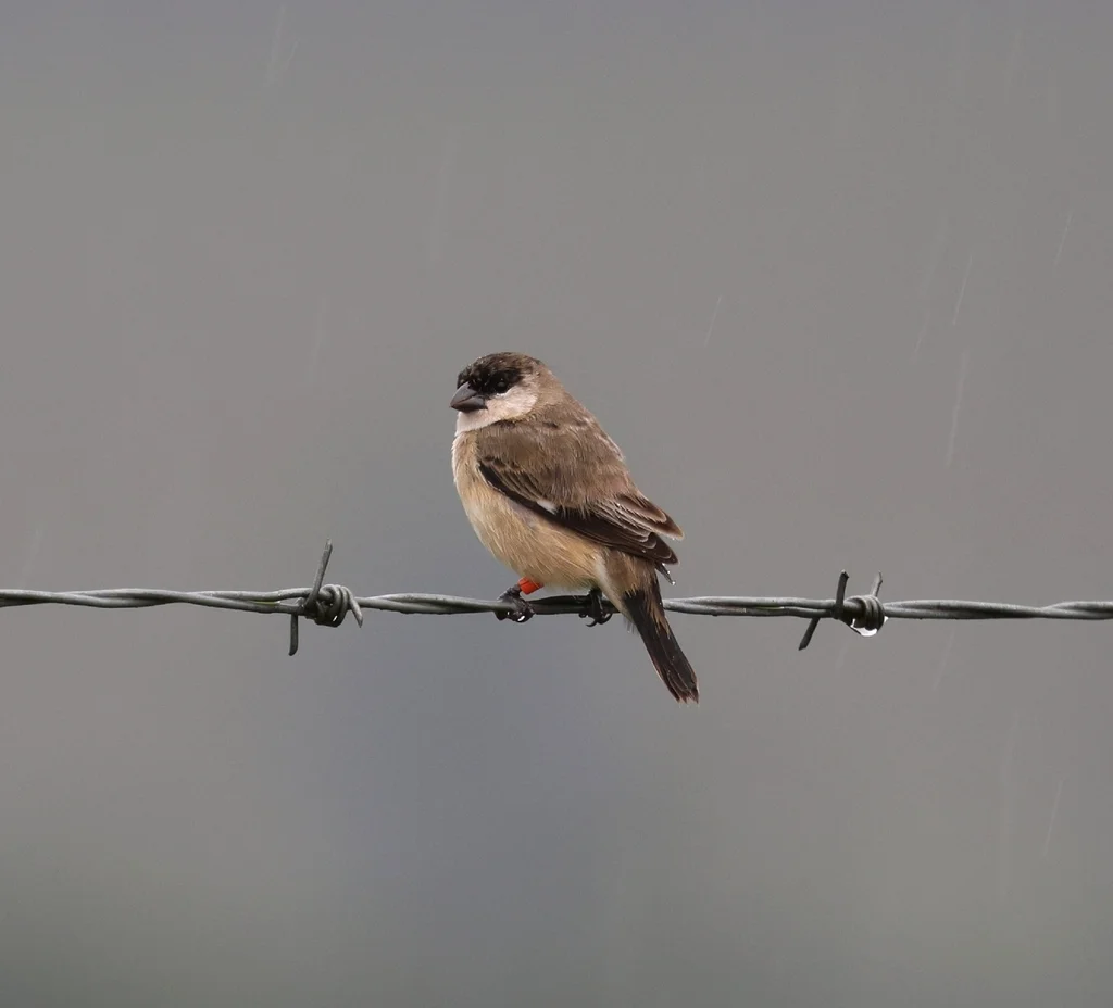 珠白腹食籽雀(Sporophila pileata)
