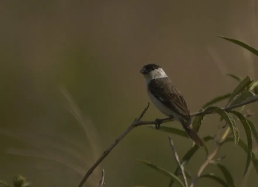 珠白腹食籽雀(Sporophila pileata)
