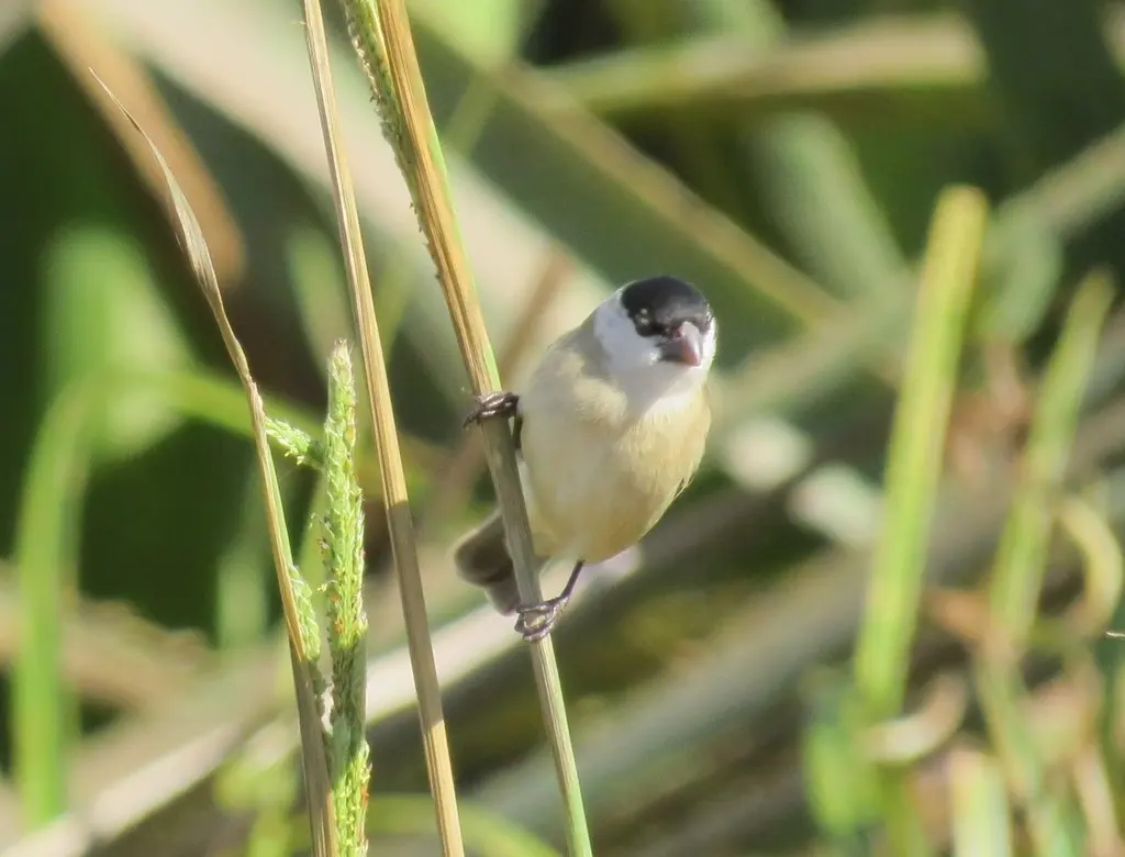 珠白腹食籽雀(Sporophila pileata)