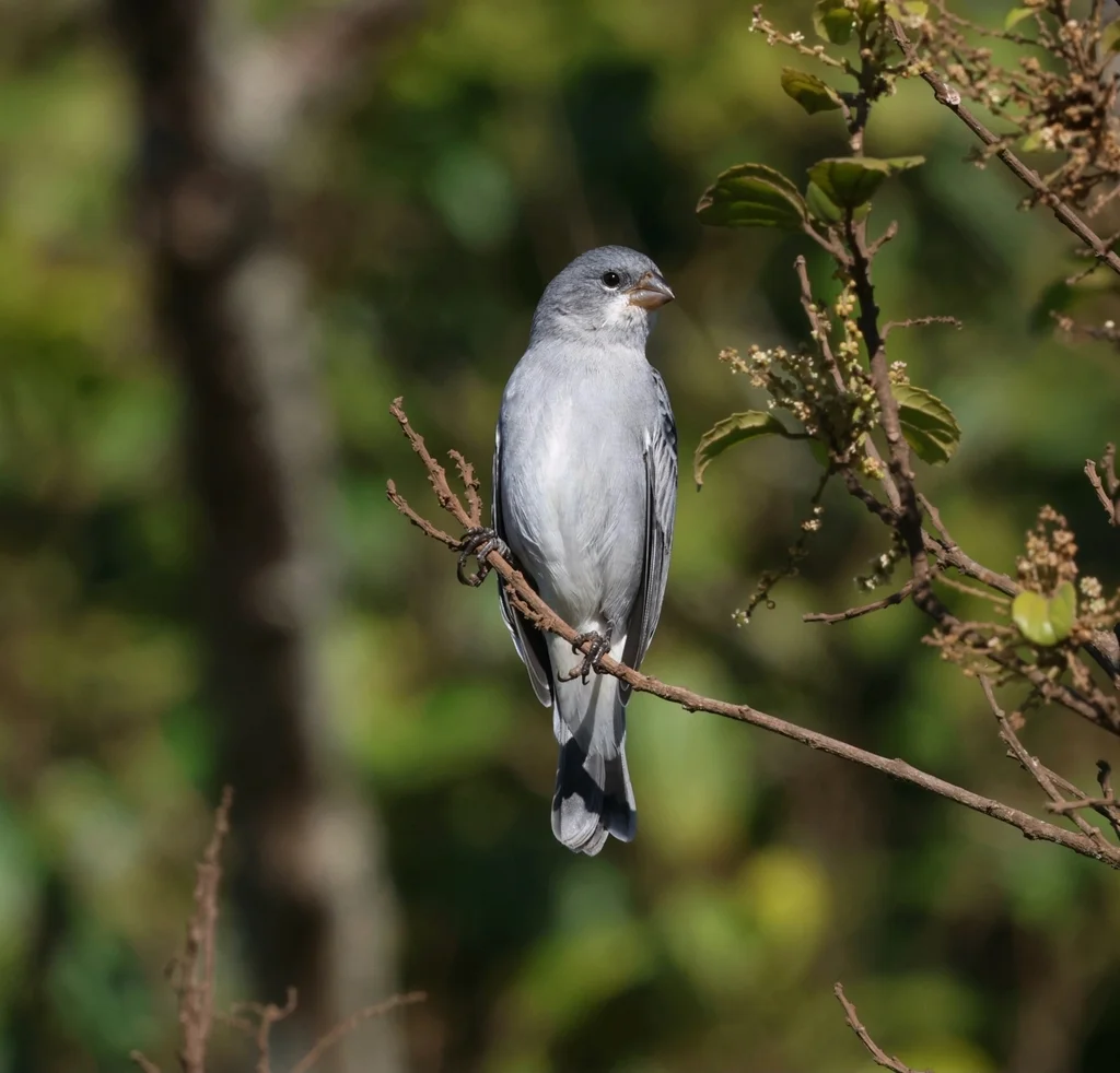铅色食籽雀（Sporophila plumbea）