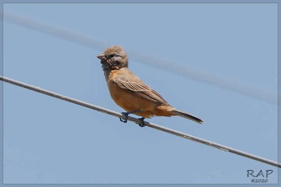 黑喉食籽雀(Sporophila ruficollis)