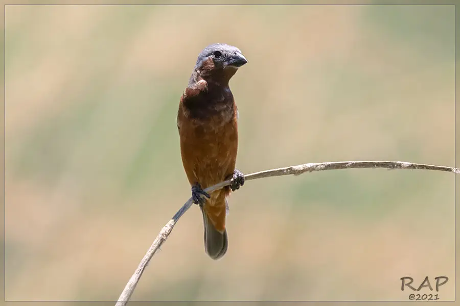 黑喉食籽雀(Sporophila ruficollis)
