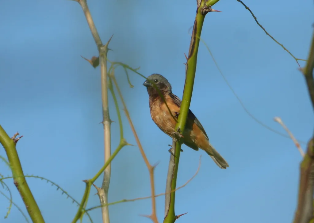 黑喉食籽雀(Sporophila ruficollis)