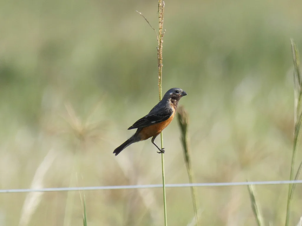 黑喉食籽雀(Sporophila ruficollis)