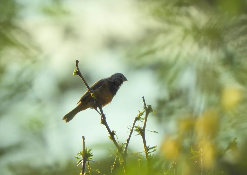 黑喉食籽雀(Sporophila ruficollis)