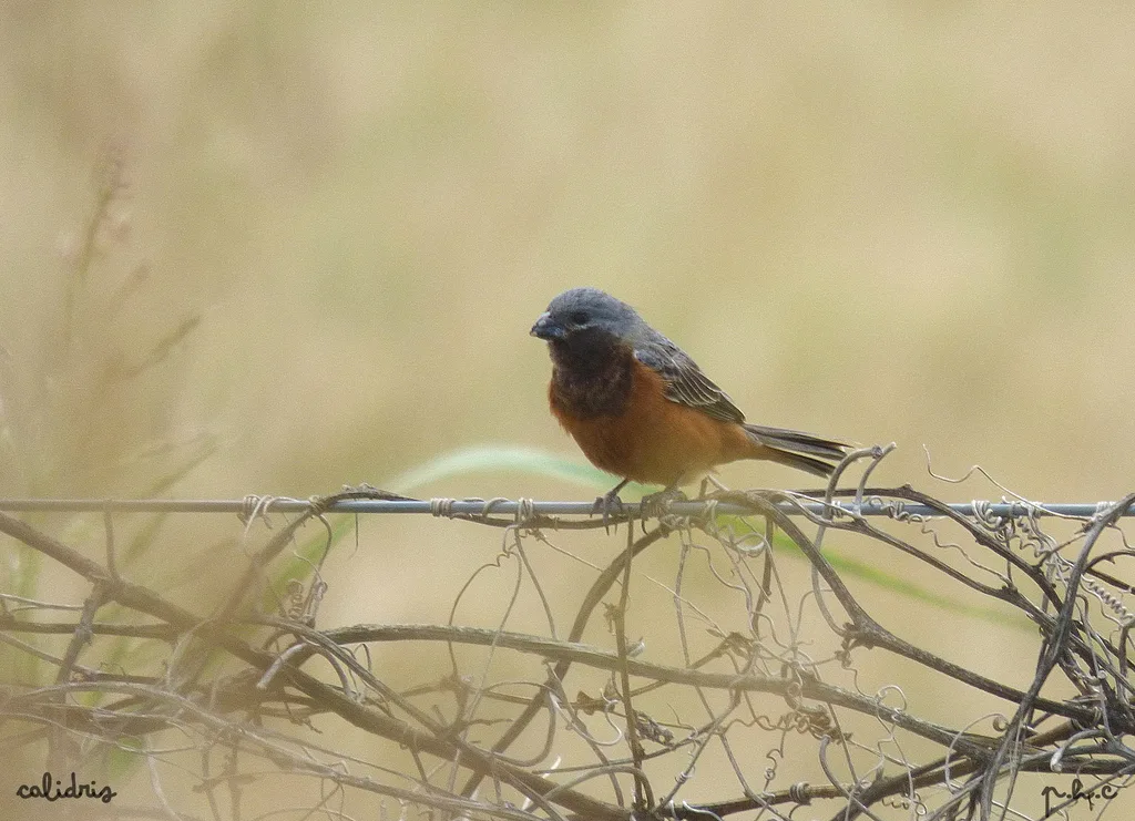 黑喉食籽雀(Sporophila ruficollis)