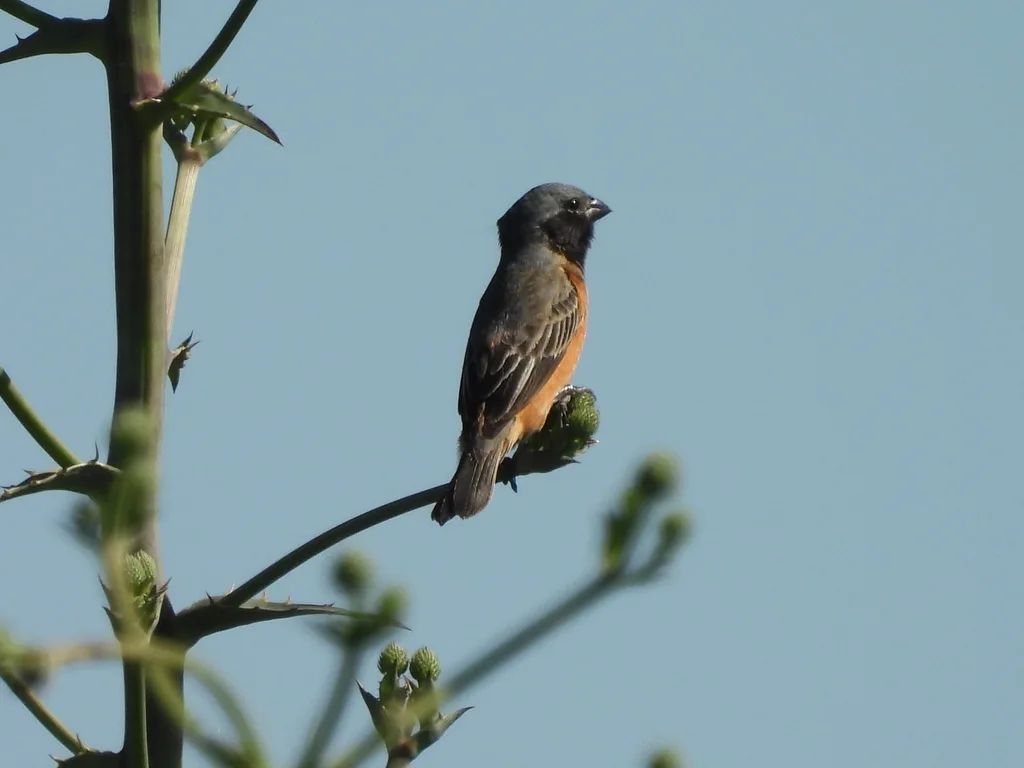 黑喉食籽雀(Sporophila ruficollis)