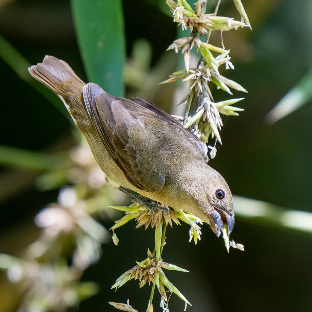 灰蓝食籽雀(Sporophila schistacea)