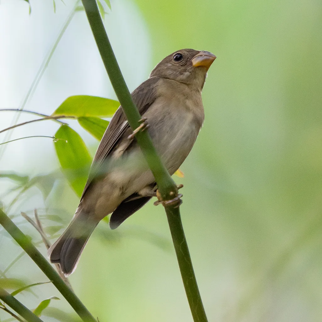 灰蓝食籽雀(Sporophila schistacea)
