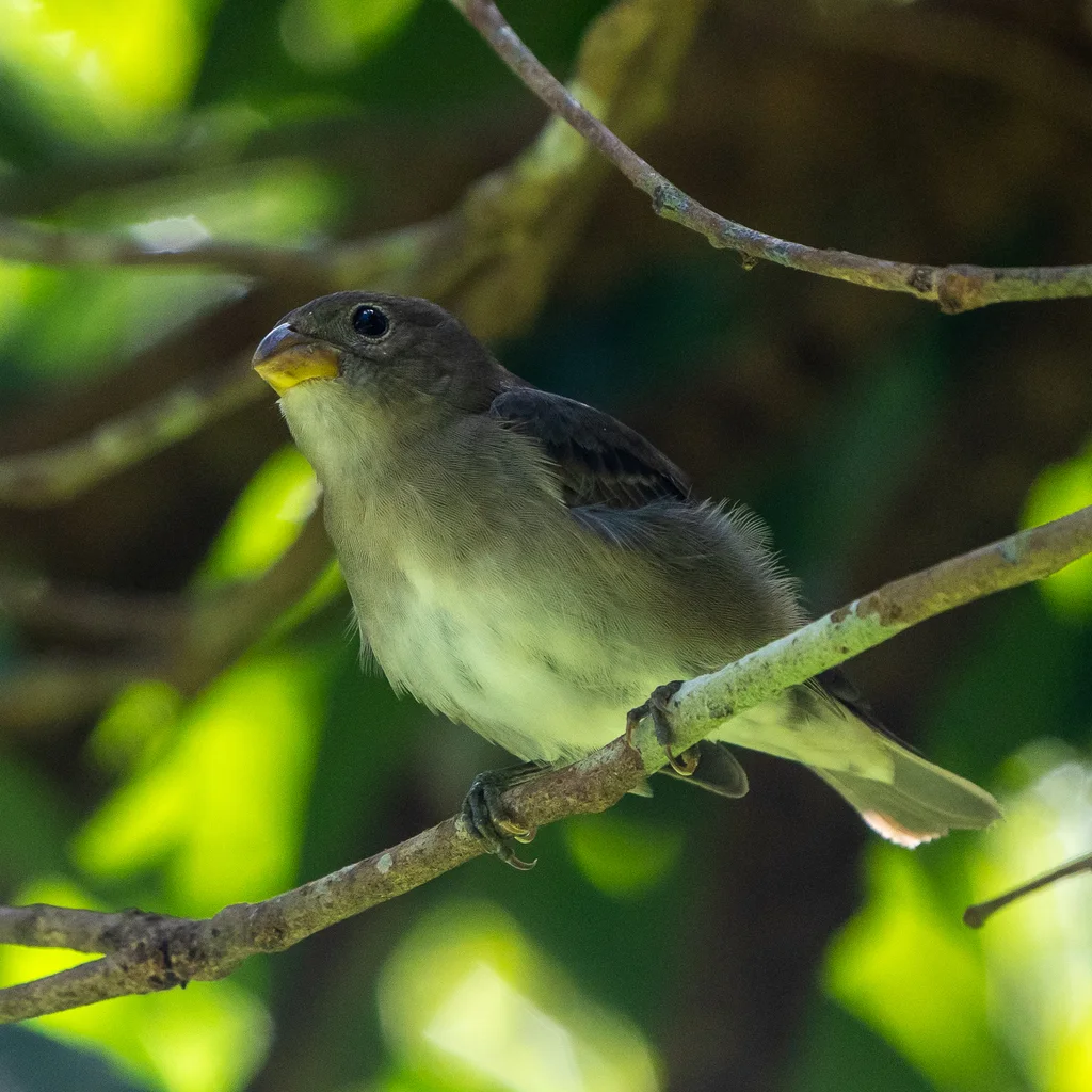 灰蓝食籽雀(Sporophila schistacea)
