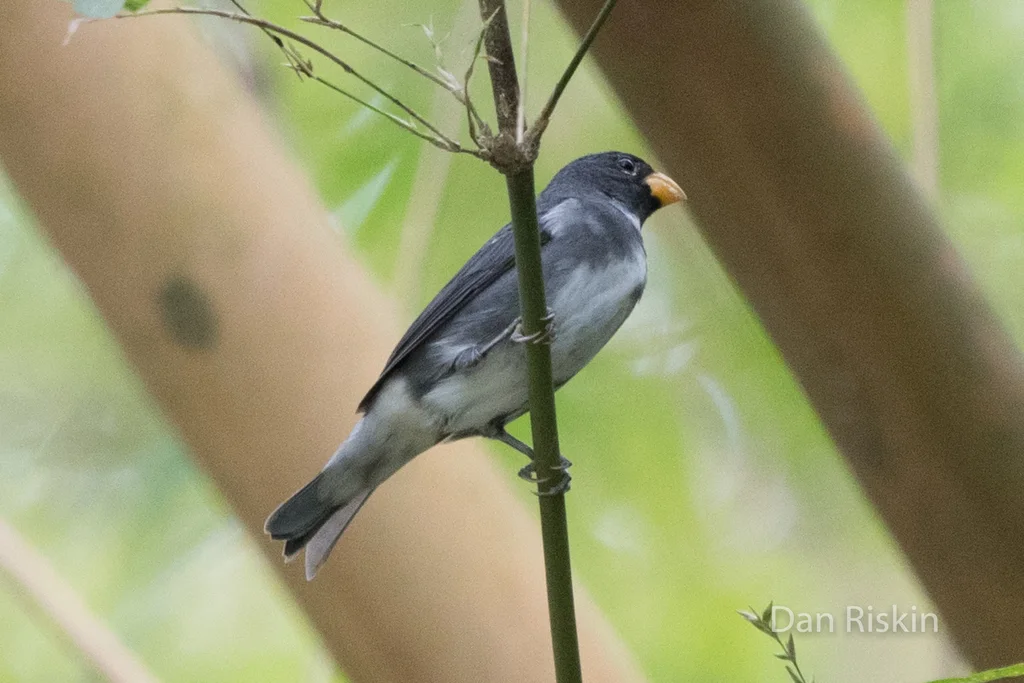 灰蓝食籽雀(Sporophila schistacea)