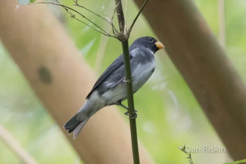 灰蓝食籽雀