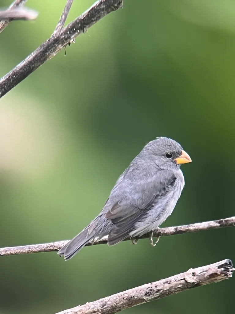 灰蓝食籽雀(Sporophila schistacea)