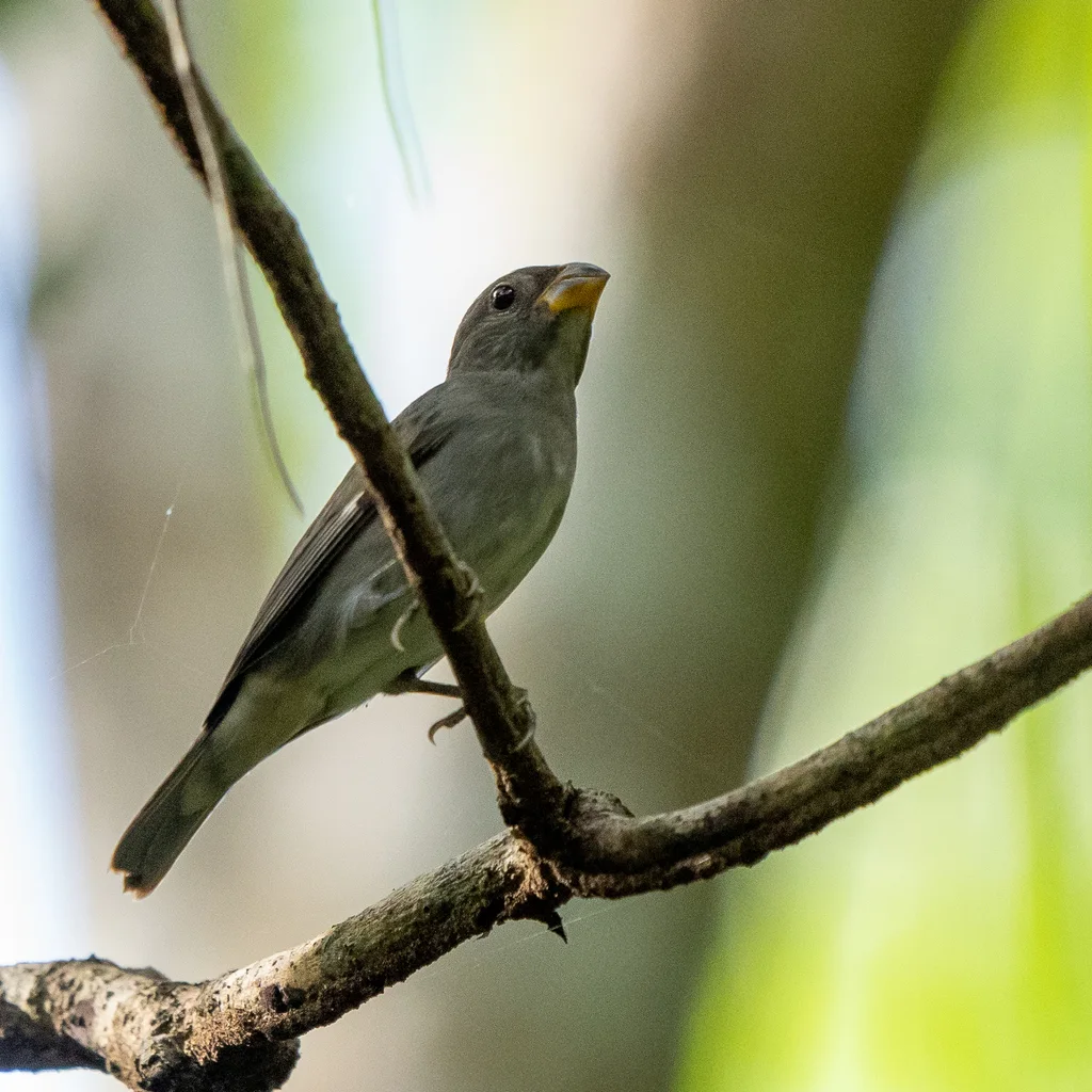灰蓝食籽雀(Sporophila schistacea)