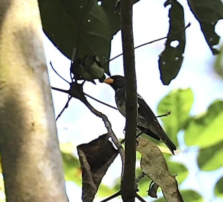 灰蓝食籽雀(Sporophila schistacea)