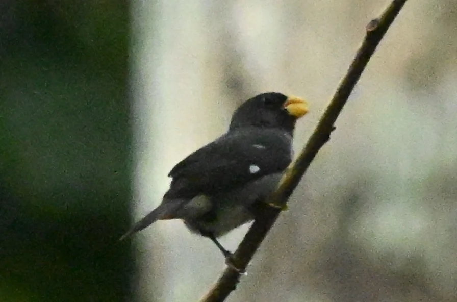 灰蓝食籽雀(Sporophila schistacea)