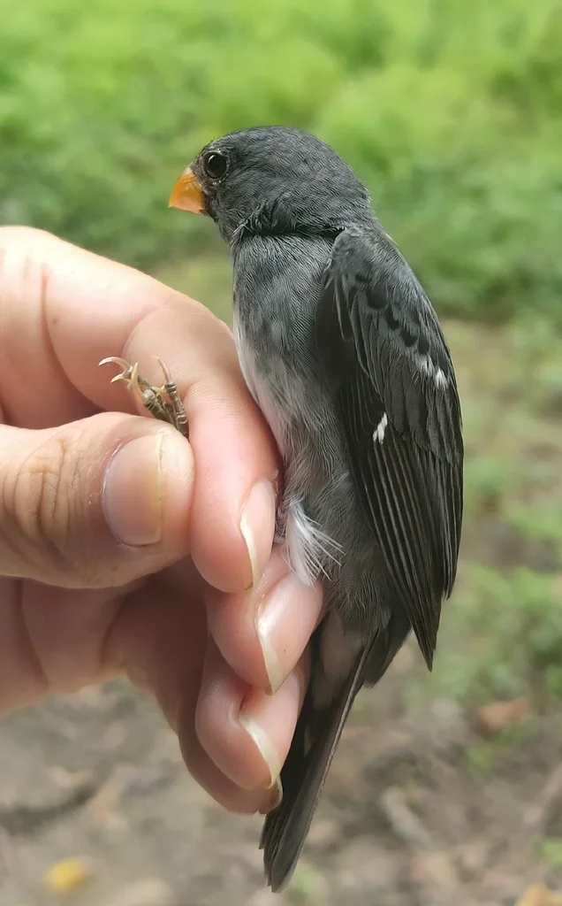 灰蓝食籽雀(Sporophila schistacea)