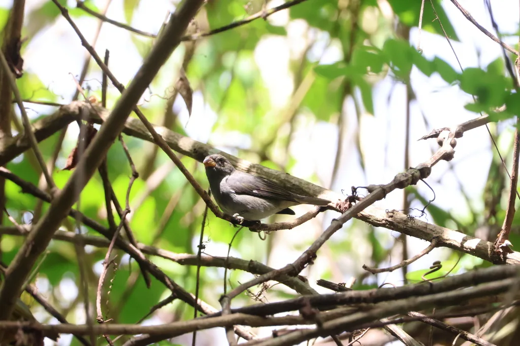 灰蓝食籽雀(Sporophila schistacea)
