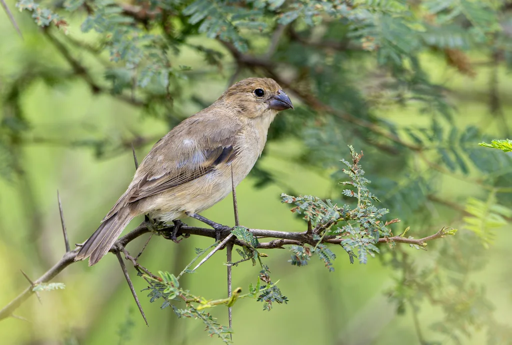 黄褐食籽雀(Sporophila simplex)