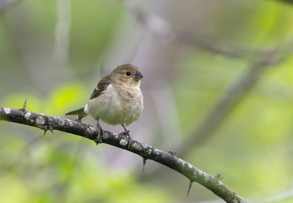 黄褐食籽雀(Sporophila simplex)