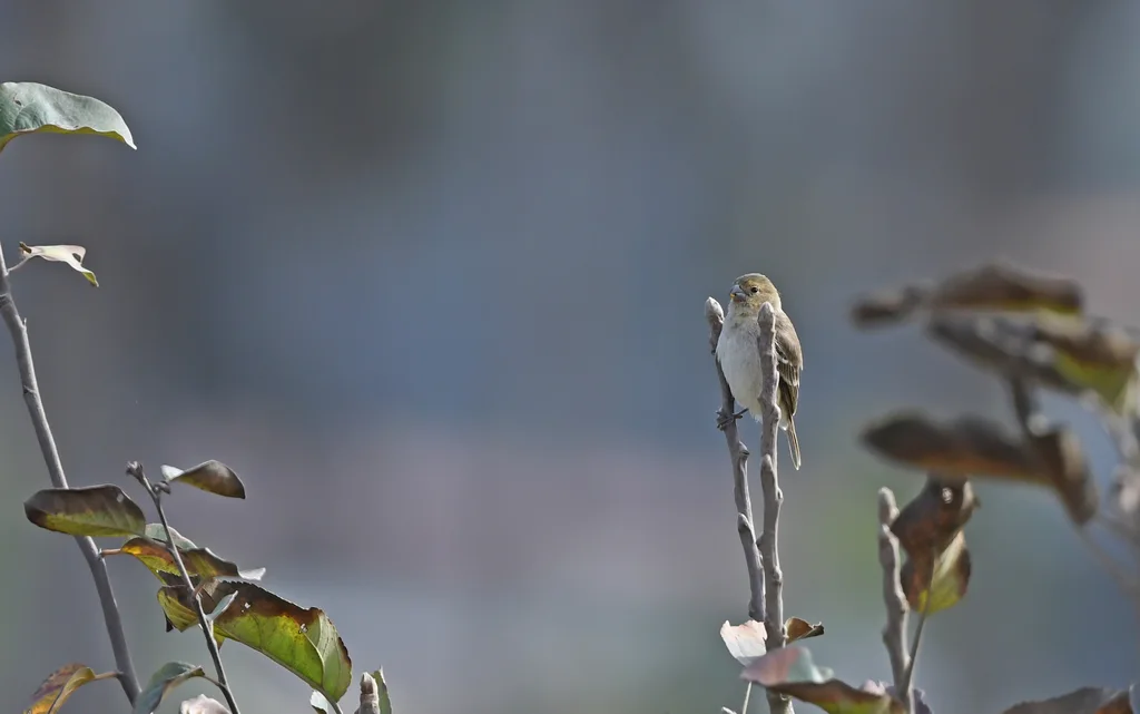 黄褐食籽雀(Sporophila simplex)