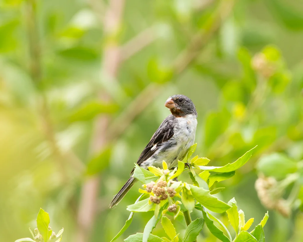 栗喉食籽雀（Sporophila telasco）