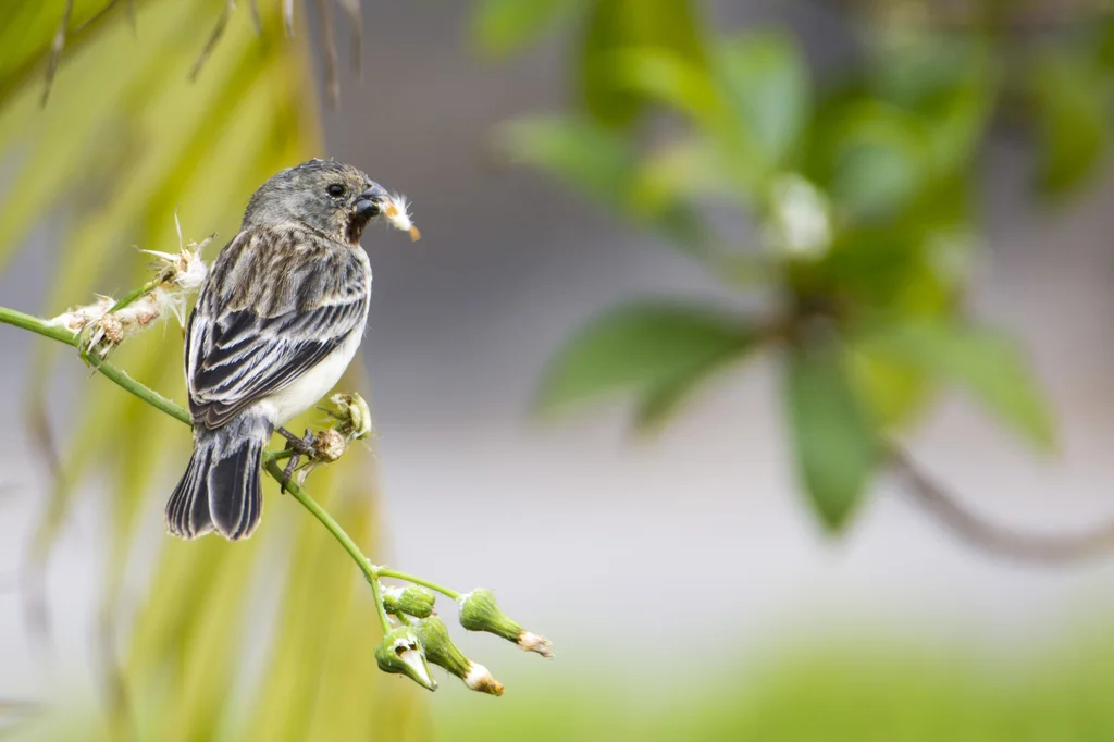 栗喉食籽雀（Sporophila telasco）