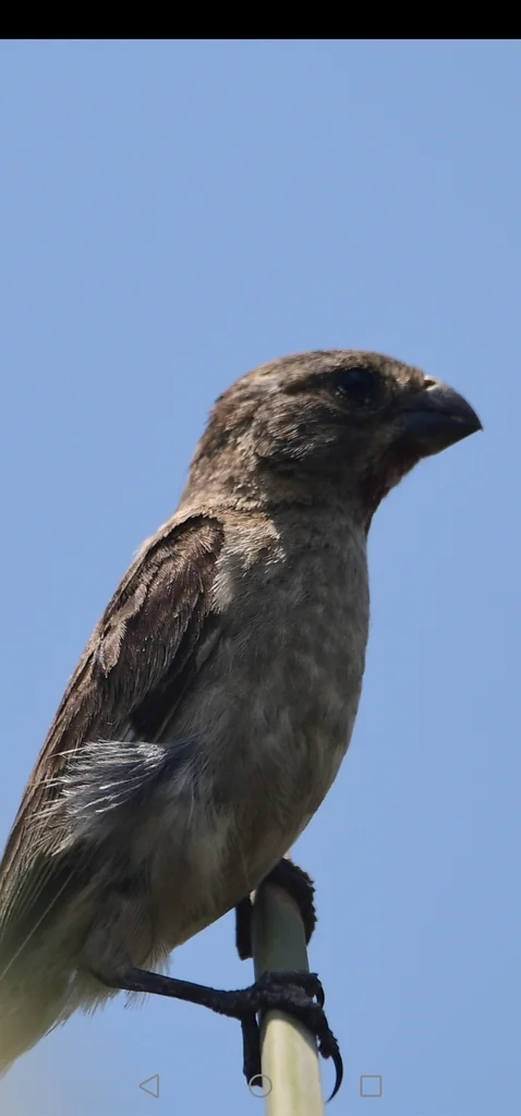 栗喉食籽雀（Sporophila telasco）