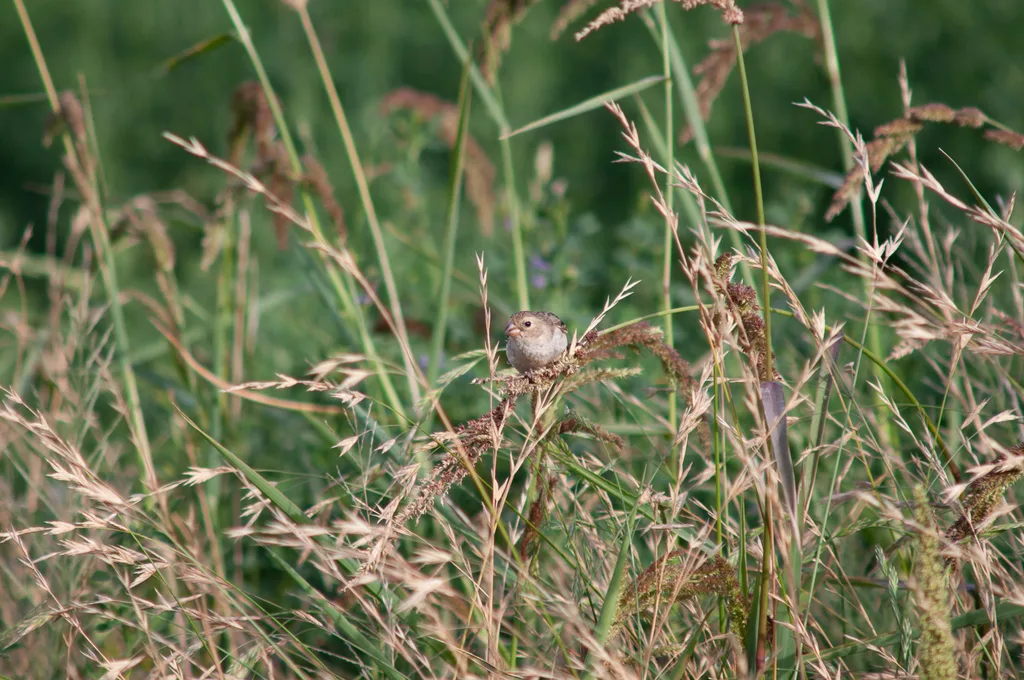 栗喉食籽雀（Sporophila telasco）