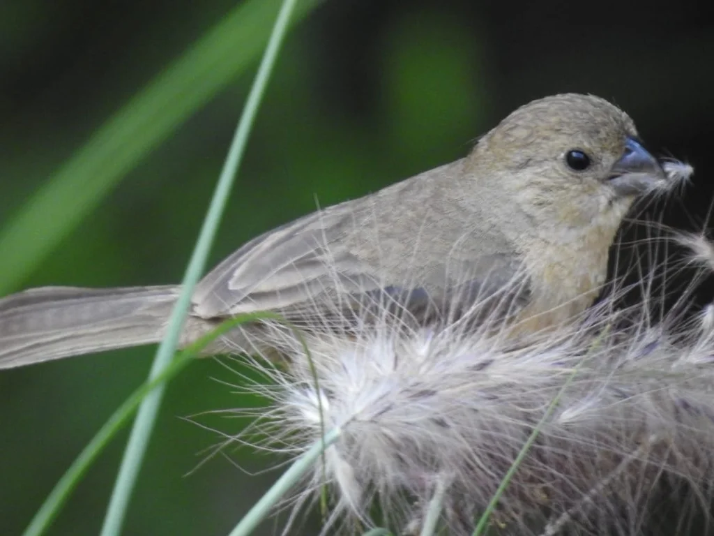 白领食籽雀(Sporophila torqueola)