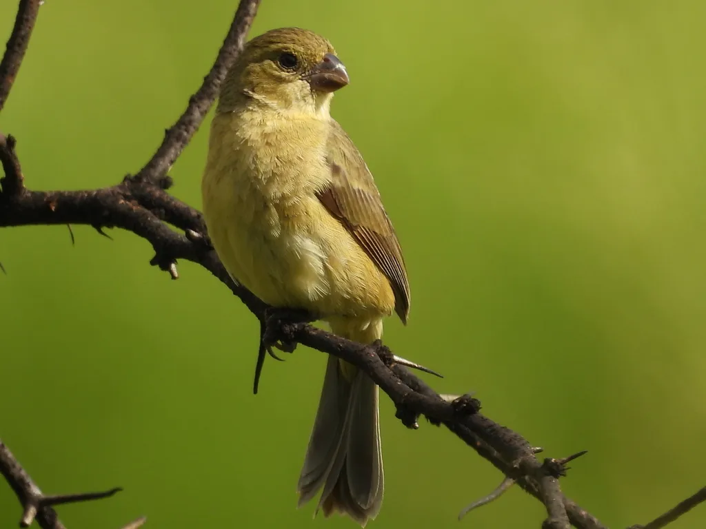 白领食籽雀(Sporophila torqueola)