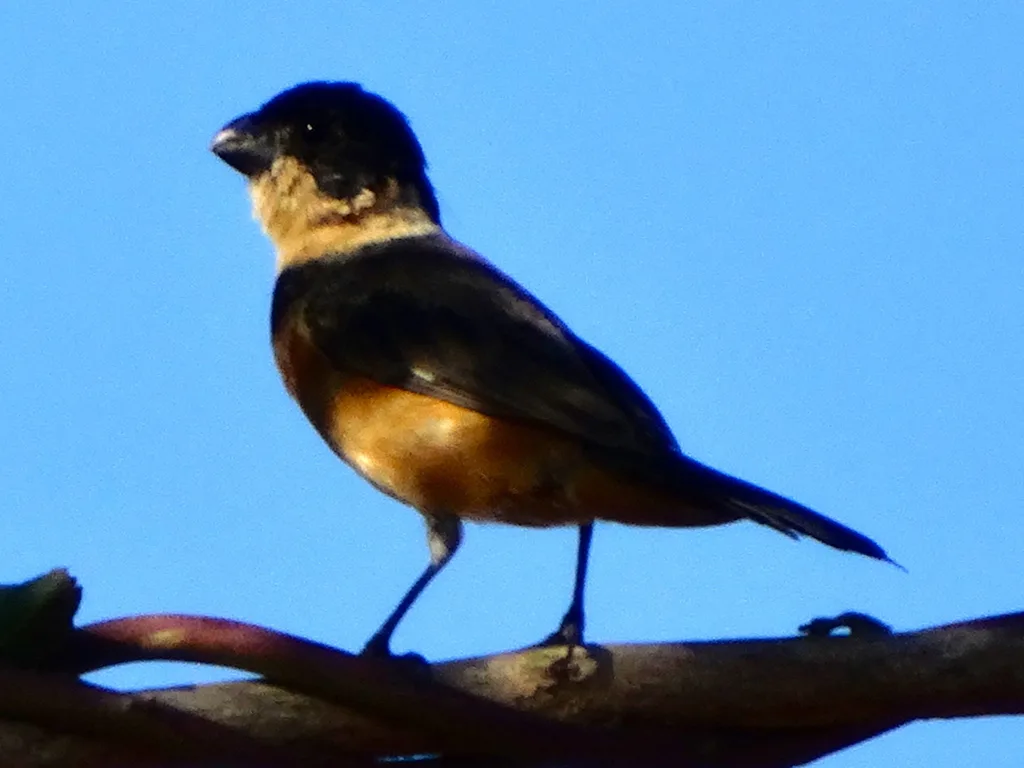 白领食籽雀(Sporophila torqueola)